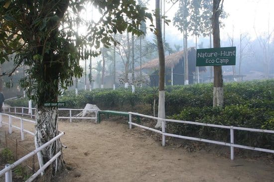 Nature-Hunt Eco Camp, Kaziranga 4